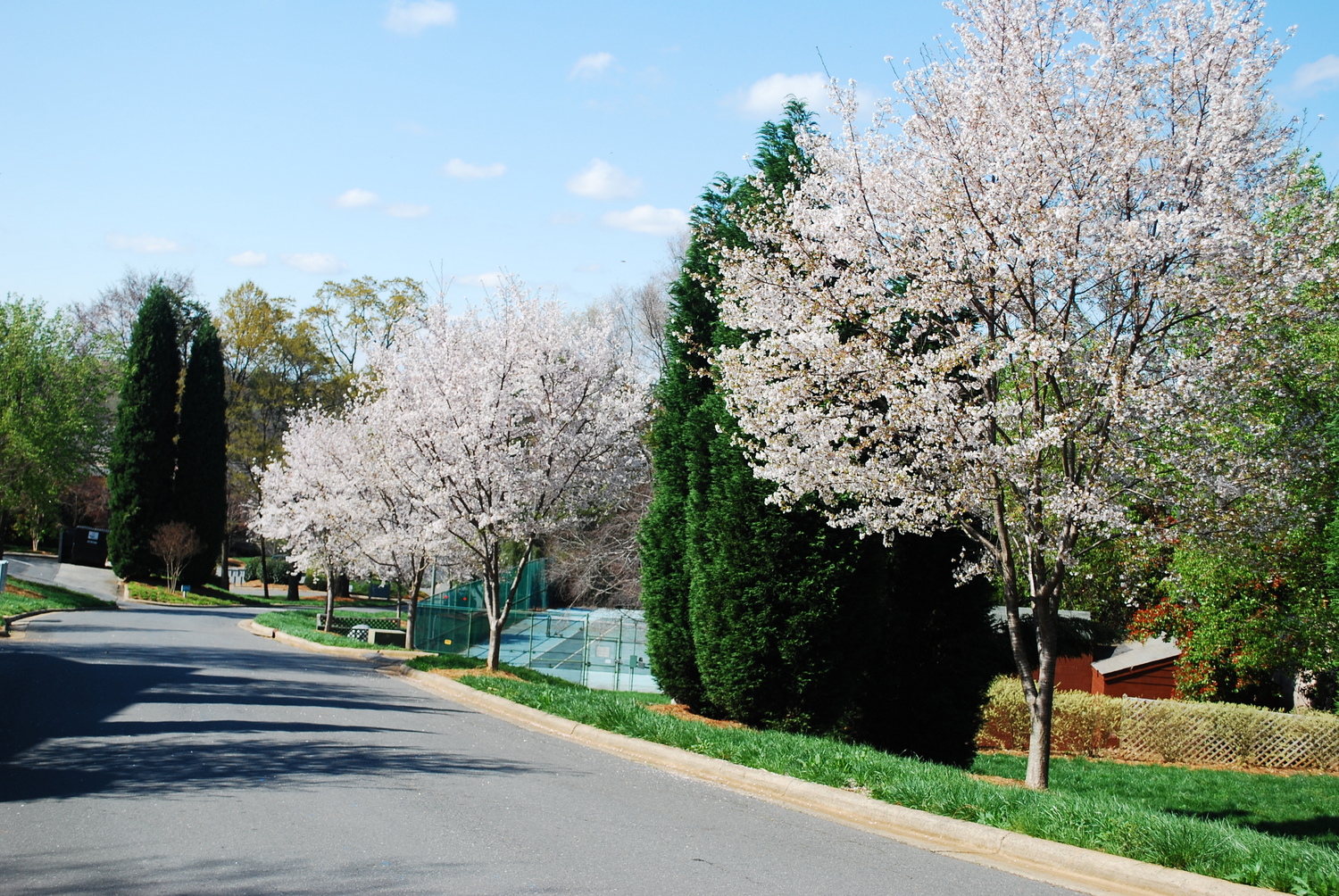 2009 - our beautiful cherry trees